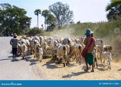 Farmers Herder With Their Cows For Grazing Editorial Photography