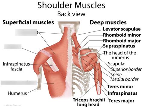 Shoulder pain is a common problem, affecting around thirty percent of people. Diagram Of Back Of Shoulder / Shoulder Shoulder Blade Upper Back Pain And Or Pain Radiating Down ...