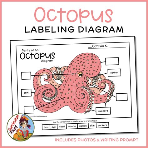 Students Cut And Paste Or Write Words In Boxes To Label An Octopus