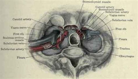 The lungs are located within the chest cavity on either side of the heart. The Lungs