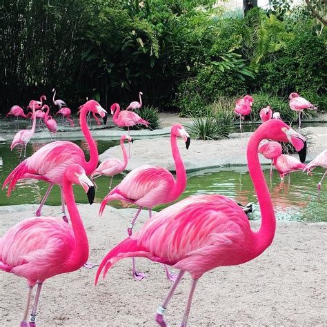Pink Flamingo Pretty Birds Nature Birds Tropical Birds