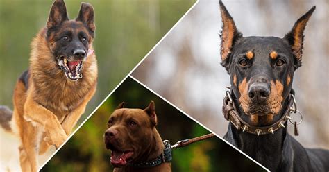 Dogs are certainly on the top of this list. 12 Best Guard Dog Breeds For Protection | HiConsumption