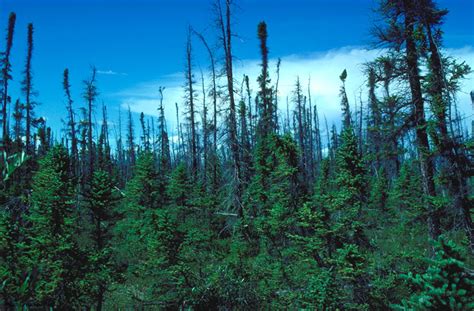Plants And Animals The Canadian Taiga