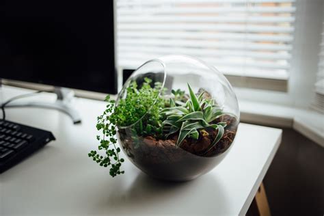 5 Benefits Of Plants In The Office And 5 Ideas For How To Add Them
