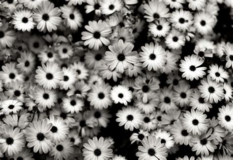 Black And White Flower Wallpaper Best Flower Site