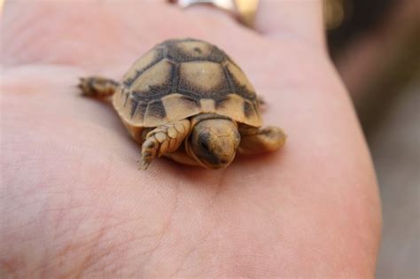 How To Tell The Gender Of Baby Sulcata Tortoises Cuteness