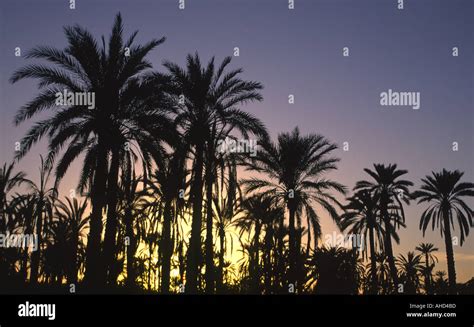 Tunisia Jerid Nefta Sunset Behind The Jarid Date Palm Trees Growing In