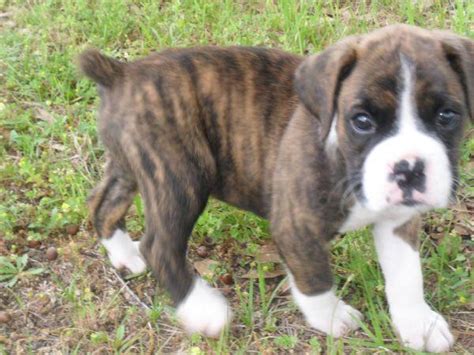 Search alabama dog rescues and shelters here. AKC boxer puppies - (Marbury) for Sale in Montgomery, Alabama Classified | AmericanListed.com