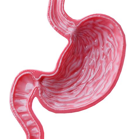 Stomach Cross Sectional Anatomy 3d Model