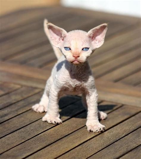 Sie sind in deutschland noch relativ selten und unterscheiden sich in ihrem erscheinungsbild deutlich von anderen katzenrassen. Minskins are a breed that is derived from the cross ...