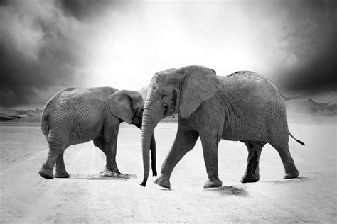 Grayscale Photo Of 2 Elephants · Free Stock Photo