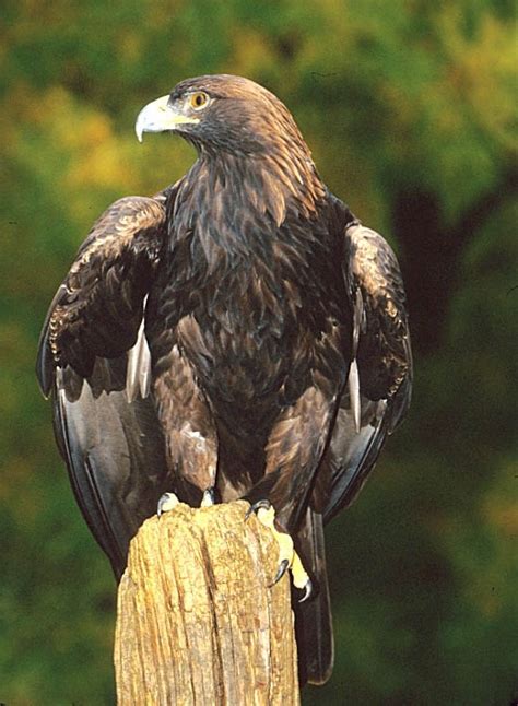 Golden Eagle Photo Birds Of New England