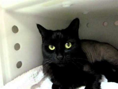 What causes hair loss in cats? Longhaired black female cat is bald -- playful, loving ...