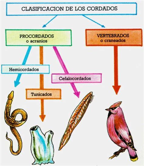 clasificación de los cordados – Kerchak