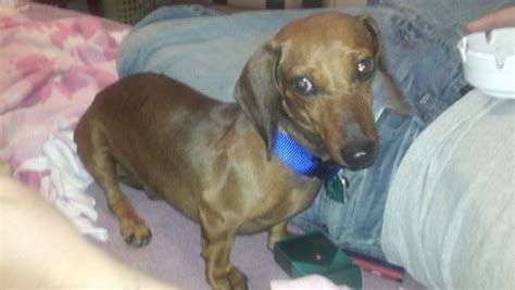 Some are in perfect health. Dachshund Rescue of Houston - Dogs In Our Care