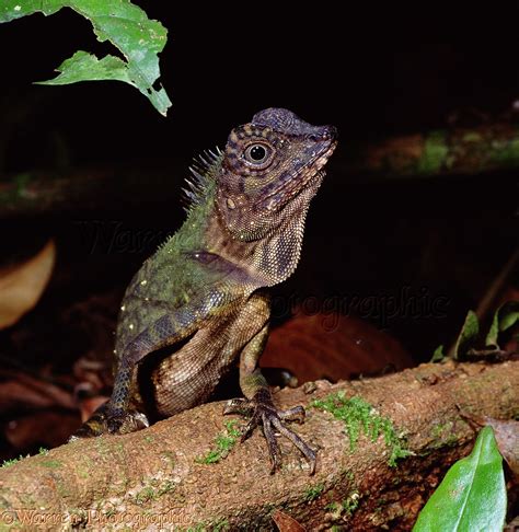 Rainforest Lizard Photo Wp01687