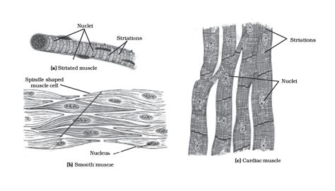 Draw A Labelled Diagram Of Various Types Of Muscles Found In The Human