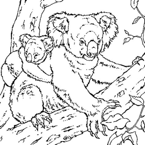 Coloriage Koala En Ligne Gratuit à Imprimer