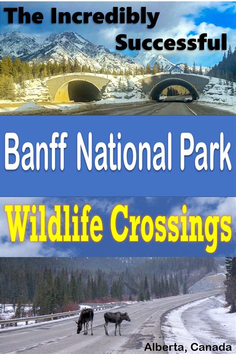 Banff National Park Wildlife Crossings Canadian Travel America