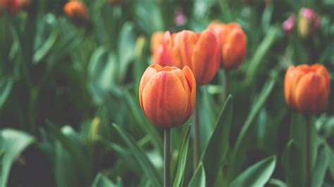 Orange Tulip Wallpaper Iphone Android And Desktop Backgrounds