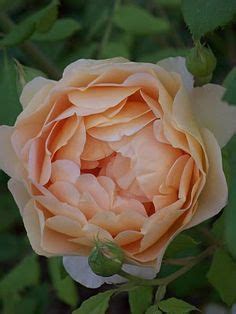 Check spelling or type a new query. 'Windermere' | David Austin English Rose. Austin, 2006 ...