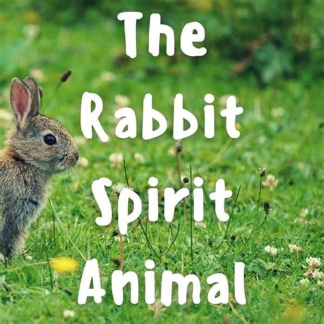 The Rabbit Spirit Animal And Totem Meanings Yocean Yogi