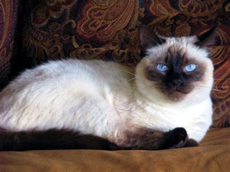 Russian Blue Balinese Cat Hypoallergenic Cats Bali Gates Of Heaven