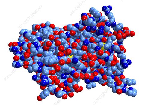Human Growth Hormone Molecular Model Stock Image A6190149