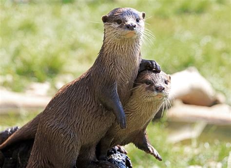 Otters And Their Personalities Educational Resources K12 Learning Life