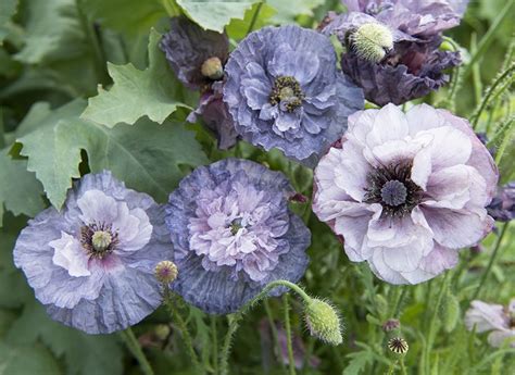 These seeds may contain considerable amounts of morphine or codeine. Awesome Gray Poppy in 2020 | Flower seeds, Plants, Flowers