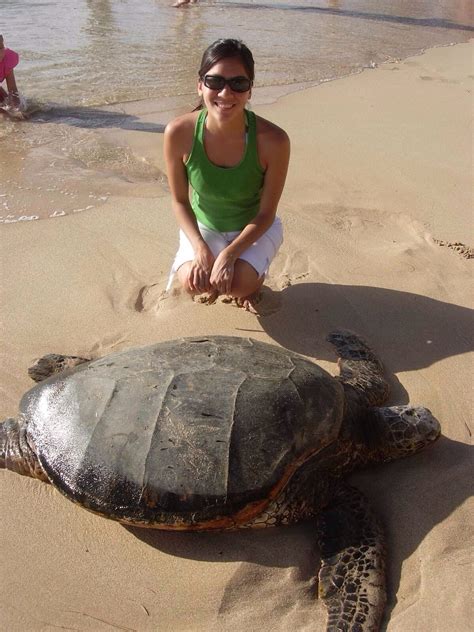 Turtle sanctuary, North Shore, Oahu | Turtle sanctuary, North shore, Turtle