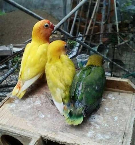 Paruh Burung Pemakan Biji Bijian - Info Kesehatan