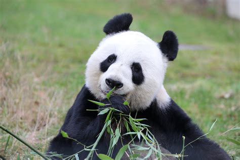 Giant Pandas Returned From Edinburgh Zoo To China Head Post