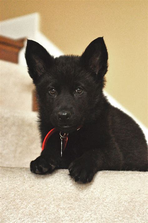 Black German Shepard Pup A So Sweet Animals Pinterest