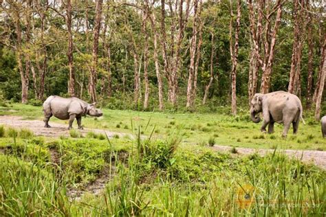 10 Best National Parks And Wildlife Sanctuaries In East India