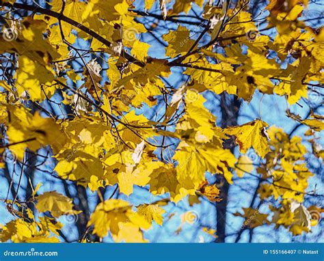 Autumn Maple Leaves Against Blue Sky Stock Image Image Of Color