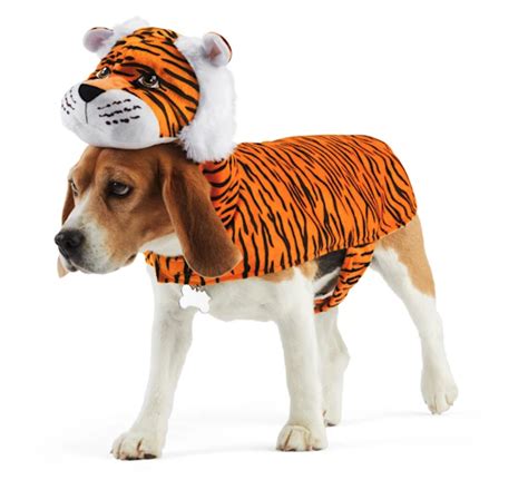 Get Ready For Our List Of Our Favorite Dog Tiger Costumes