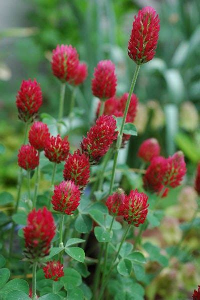 Clover, free and safe download. GardenSeed: Crimson Clover