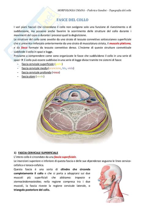 Appunti Schema Riassunto Anatomia Umana Topografia Del Collo