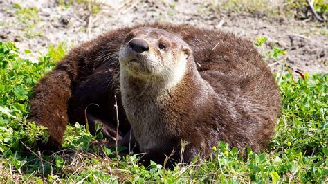 River Otters Sentinel Species For The Chesapeake Bay · Outlook By The Bay