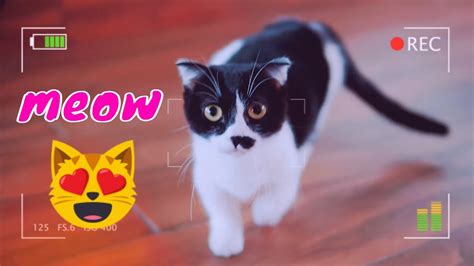 Beautiful And Cute Cats Kittens Playing Together So Funny 6 Viral Cat Youtube