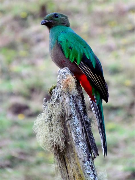 Resplendent Quetzals Where And When In Costa Rica