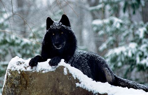 White Wolf Scientists Say The Black Wolves Are Actually Earliest
