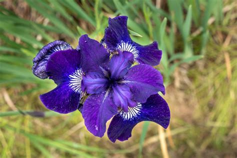 Growing Irises Planting And Caring For Iris Flowers Garden Design