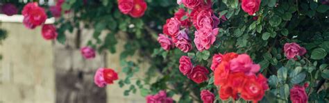 How To Prune Climbing Roses Armstrong Garden Centers