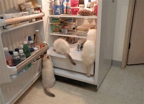 26 Cool Cats Who Live In Fridges Cool Cats Funny Animal Pictures Cats