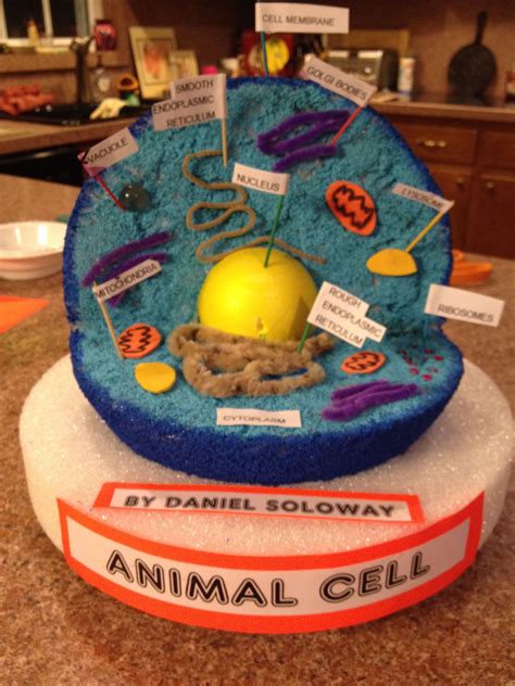 Animal Cell Project Ideas Middle School Examples And Forms