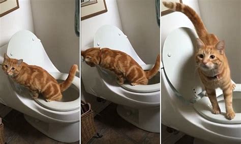 Vælg mellem et stort udvalg af lignende scener. Watch the Video of an Incredible Cat Who Uses the Toilet ...