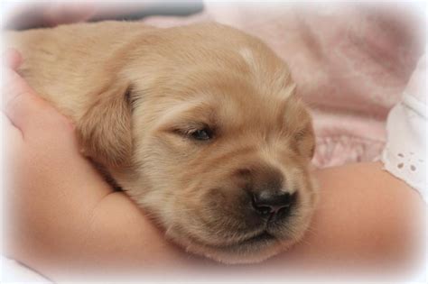 Two Week Old Puppies Windy Knoll Golden Retrievers