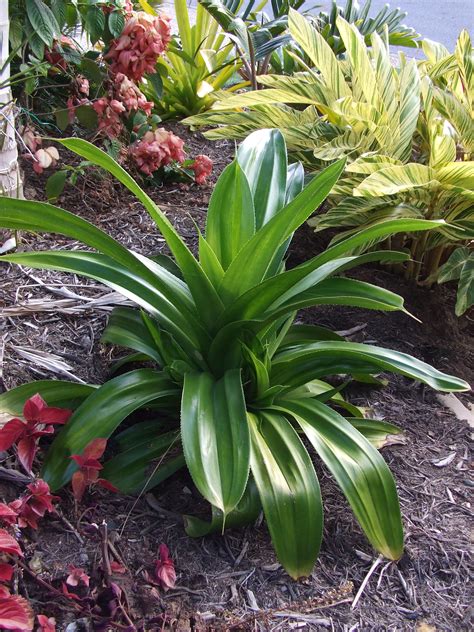 Show Us Your Pandanus Tropical Looking Plants Other Than Palms